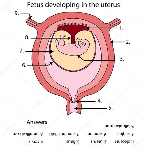 Schema protezione feto in utero