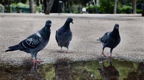 piccioni giovani che imparano a mangiare semi da una mangiatoia