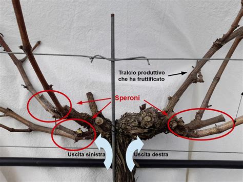 Diagramma che mostra il corretto allineamento della vite di fissaggio della ruota rispetto alla forcella