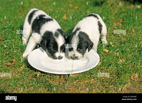 cuccioli che bevono latte