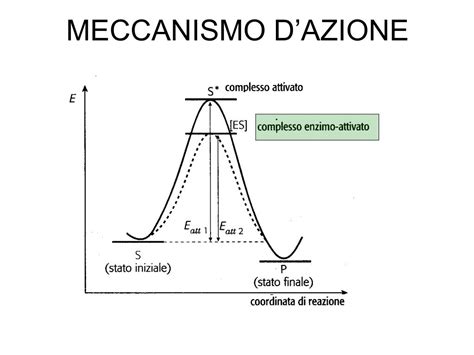 Meccanismo di azione dell'anello contraccettivo