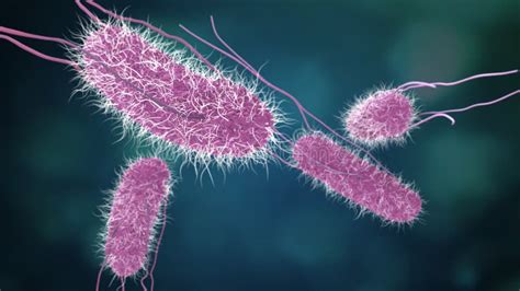 Struttura del batterio Salmonella