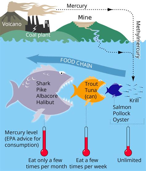 Graphic: Food chain with mercury accumulation in fish