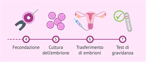 Diagramma semplificato del processo di FIVET, mostrando le varie fasi dalla stimolazione al trasferimento embrionario