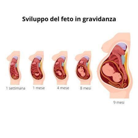 Infografica che illustra le fasi di una gravidanza fisiologica e il ruolo dell'ostetrica