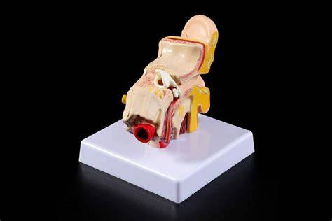 Modello anatomico in cera del Settecento