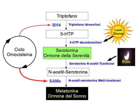 Schema della conversione del triptofano in serotonina e melatonina