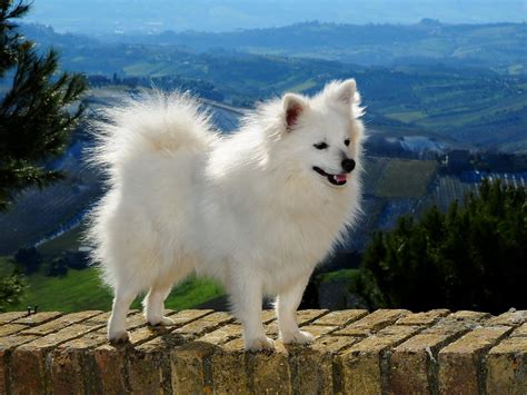 Cane Volpino Italiano con cuccioli