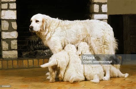 Cuccioli di cane che allattano