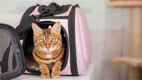 Gatto comodamente seduto in un trasportino di alta qualità durante un viaggio