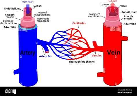illustrazione schematica dell'anatomia dei capillari cutanei e delle differenze tra vasi sani e dilatati