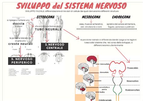 Sviluppo del sistema nervoso del feto