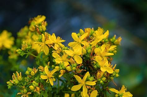 Pianta di Hypericum perforatum