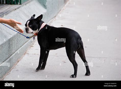 Infografica sulla corretta interazione tra cane e bambino: segnali da monitorare