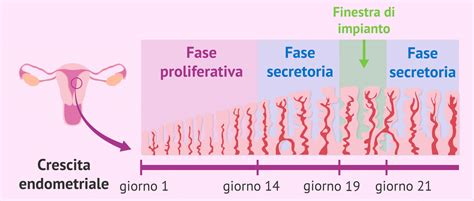 infografica sulle fasi del trasferimento embrionale