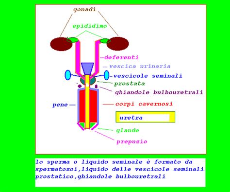 Diagramma delle ghiandole bulbouretrali (ghiandole di Cowper) e delle ghiandole di Littre nel sistema riproduttivo maschile
