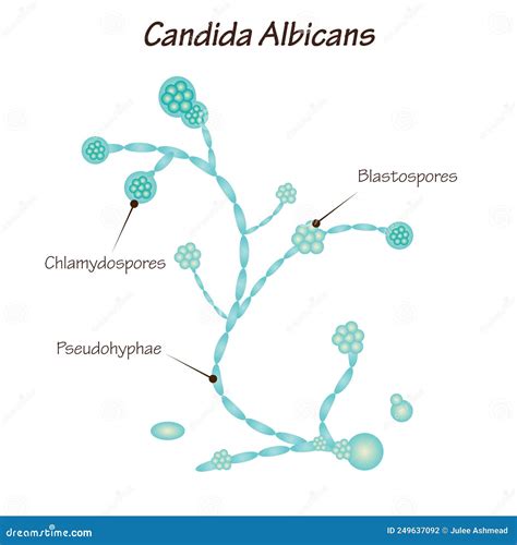 Microscopio che mostra cellule di Candida albicans e flora batterica