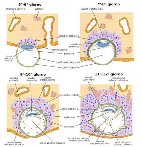 schema della gastrulazione con i tre foglietti germinativi