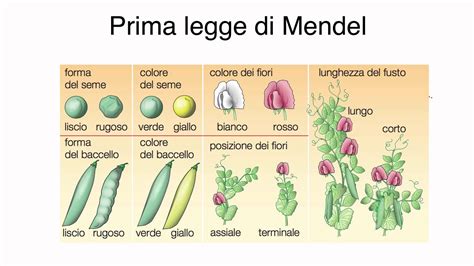 schema delle leggi di mendel sull'ereditarietà dei caratteri