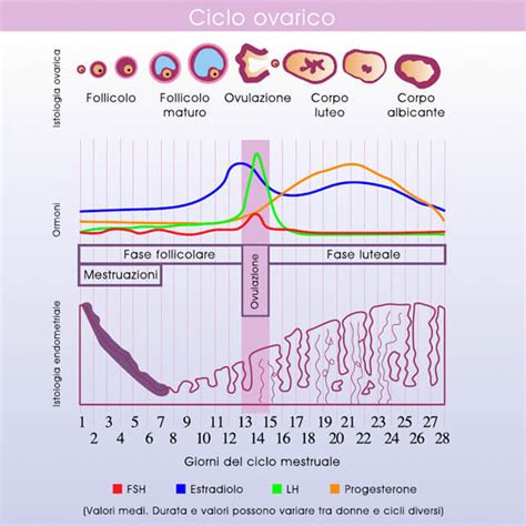 rappresentazione schematica dell'attività ovarica e del ciclo ormonale post-aborto