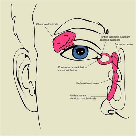 illustrazione anatomica del dotto lacrimale e della valvola di Hasner