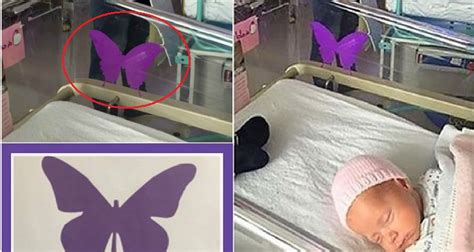 Farfalla viola su una culla