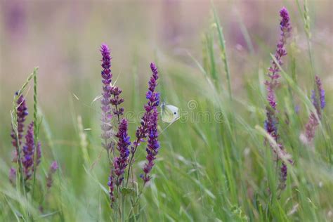 Farfalle viola in un prato