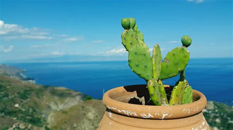 Piantagione di fichi d'India in un paesaggio mediterraneo