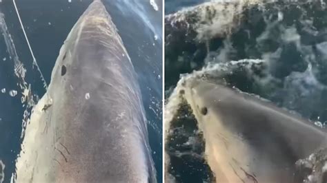 comparazione anatomica tra l'orca e il grande squalo bianco