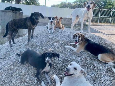 cane con volontari al canile