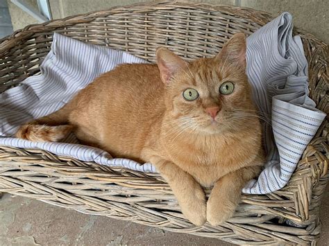 gatti al canile