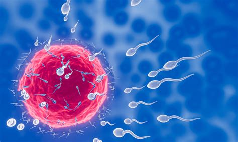 Illustrazione del viaggio degli spermatozoi verso l'ovulo