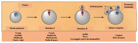 Stadi di maturazione degli ovociti