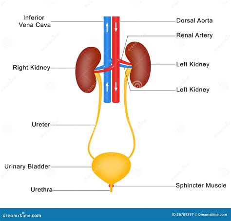 Anatomia del sistema urinario umano
