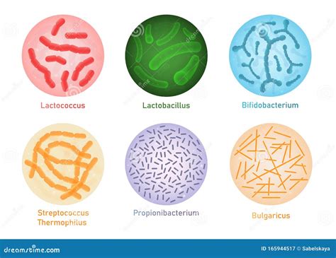 Illustrazione della flora intestinale e dei probiotici