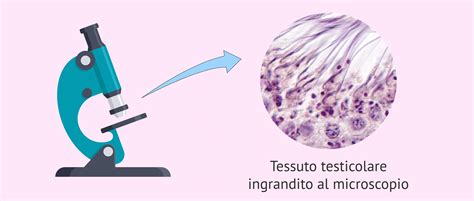 Microscopio che osserva campioni di tessuto testicolare