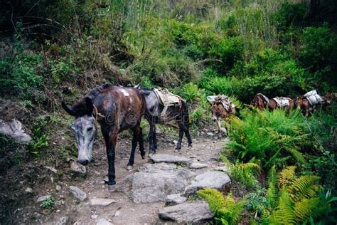 Un asino che fatica in un sentiero di montagna