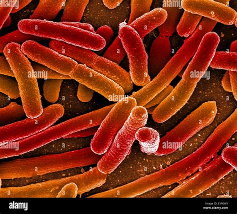rappresentazione grafica di batteri Escherichia coli al microscopio