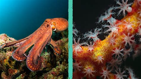 Differenza granuloma e polipo ombelicale