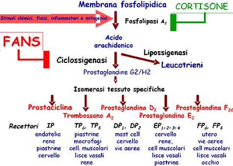 diagramma che mostra il meccanismo d'azione dei FANS e degli antibiotici nel corpo umano