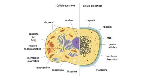 confronto visivo tra la struttura cellulare integra di un embrione crioconservato e uno fresco