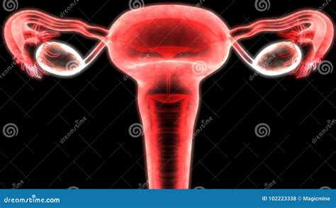 illustrazione anatomica semplificata dell'apparato genitale femminile