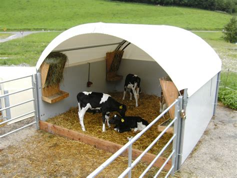 Microclima interno a un igloo per vitelli con copertura