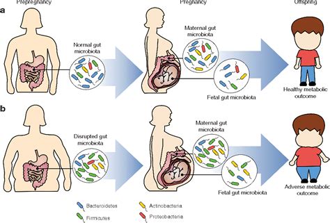 Microbiota in gravidanza
