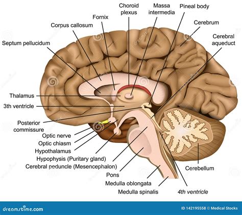 Struttura interna del cervello umano