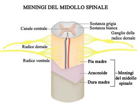 Meningi spinali e rapporti con il midollo