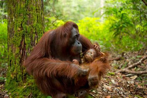 illustrazione di una madre orango che allatta il suo cucciolo nella foresta tropicale