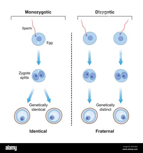 infografica sulle differenze tra gemelli monozigoti e dizigoti