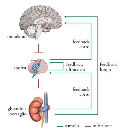 schema del sistema endocrino maschile e regolazione ormonale del testicolo