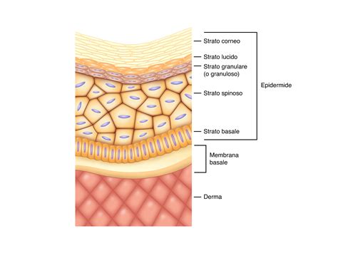 Schema strati pelle neonato